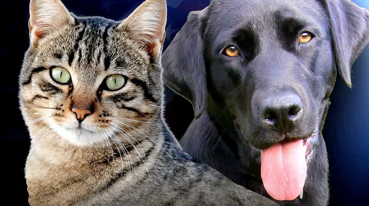 pet-day